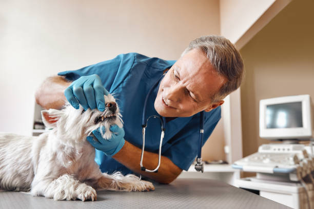 Best Walk-In Emergency Dental Services in Morris, OK